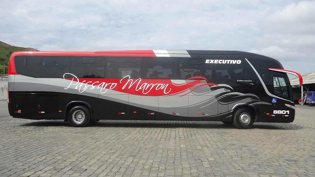 frota passaro marron